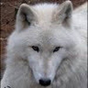 Meet your Posher, Alison